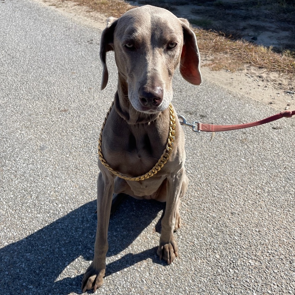 Meet your Posher, Stevy